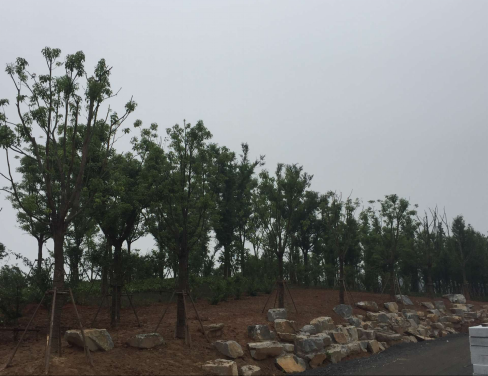 大象湖湿地公园景观建设已完成乔灌木莳植_庄闲游戏